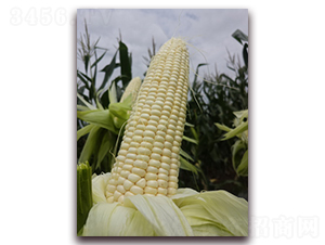 ��Ŵ1607-Ŵ���׷N��-���A�N�I