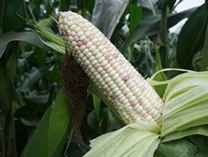 �wԽ-Ŵ���׷N��-���A�N�I