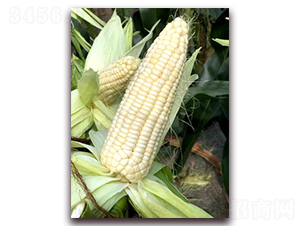 ����Ŵ75-Ŵ���׷N��-���A�N�I