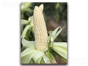 ����Ŵ65-Ŵ���׷N��-���A�N�I