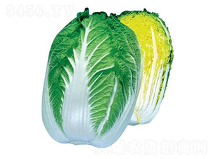 ��ɽ����-��ײ˷N��-���A�N�I