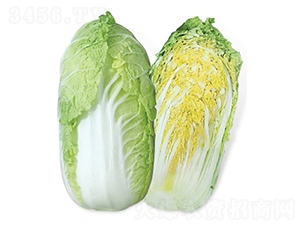 ����-��ײ˷N��-���A�N�I