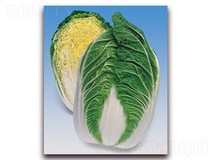 ������-��ײ˷N��-���A�N�I