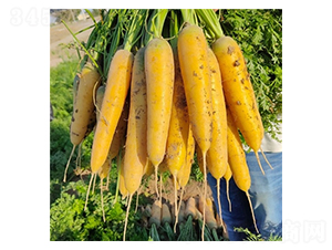 ��S��-���}���N��-��Ļ��