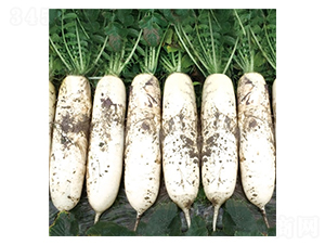 ����-�}���N��-��Ļ��