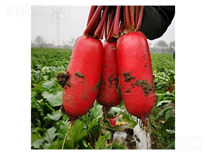 Ļ��t����̖-�}���N��-��Ļ��