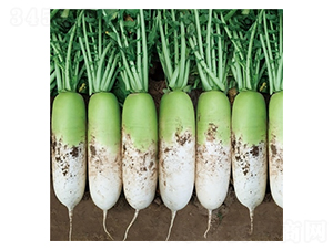 ͤ��-�}���N��-��Ļ��