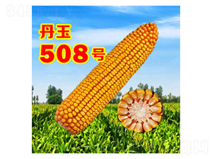 ����508̖-���׷N��-����N�I(y��)