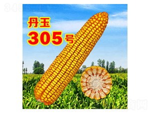 ����305̖-���׷N��-����N�I