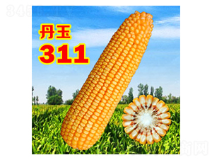 丹玉311-玉米種子-丹玉種業
