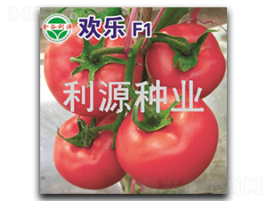 歡樂-番茄種子-利源種業