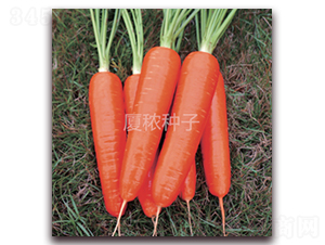 �鸣517-���}���N��-�B���r�I