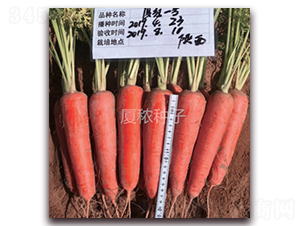 �B�tһ̖-���}���N��-�B���r�I