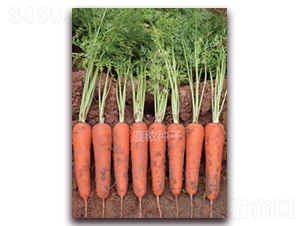 �B�t��̖-���}���N��-�B���r�I