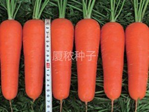 �B�t��̖-���}���N��-�B���r�I