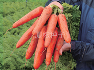 �B�t��̖-���}���N��-�B���r�I