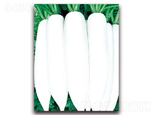 �İ����}��-���}���N��-�A�r�N�I