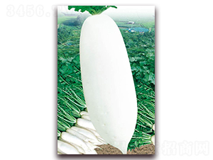 �Ž����t�}��-���}���N��-�A�r�N�I