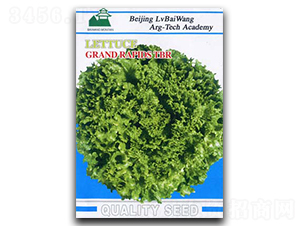 美國大速生-生菜種子-綠百旺
