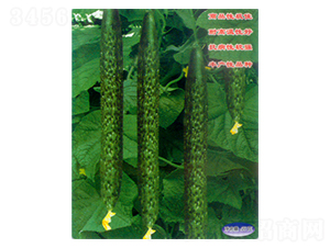 �п�968-�S�ϷN��-������