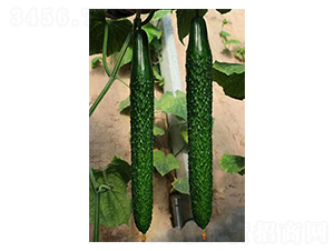 �п�958-�S�ϷN��-������