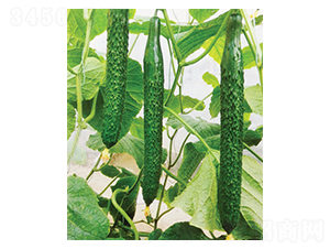 ϲʢ�S��-�S�ϷN��-������