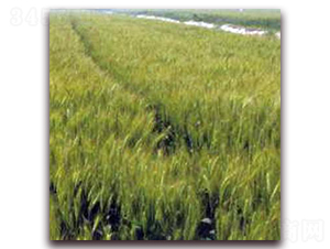 �P��20-С���N��-�����r