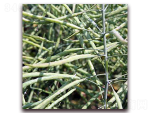 ���p11-�Ͳ˷N��-�����r