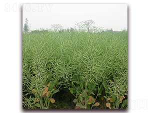 ����51-�Ͳ˷N��-�����r