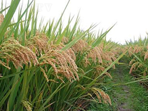 浙粳優1578-水稻種子-勿忘農