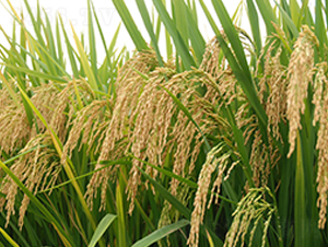 �A�マ71-ˮ���N��-�����r