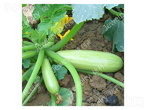 ����2̖-�����J�N��-������