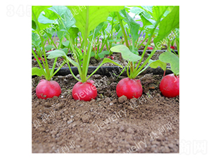 ����5̖-�����}���N��-������