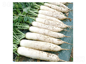 ���紺35-�}���N��-������