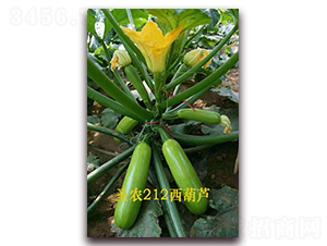 ʥ�r212�����J-�����J�N��-ʥ�r�߿�