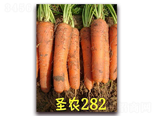 ʥ�r���}��282-���}���N��-ʥ�r�߿�