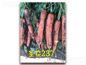 ʥ�r���}��237-���}���N��-ʥ�r�߿�