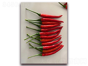 圣農紅寶石08朝天椒-朝天椒種子-圣農高科