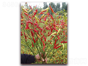 圣農(nóng)紅寶石05朝天椒-朝天椒種子-圣農(nóng)高科