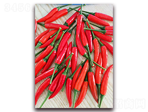 圣農(nóng)紅寶石04朝天椒-朝天椒種子-圣農(nóng)高科