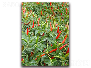 圣農紅寶石03朝天椒-朝天椒種子-圣農高科