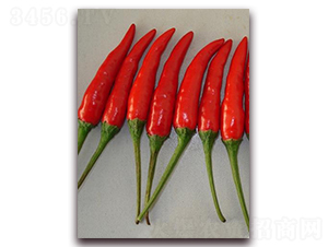 圣農紅寶石01朝天椒-朝天椒種子-圣農高科