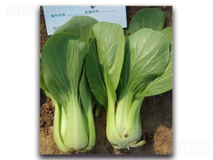 �A��-�๣�˷N��-����N��