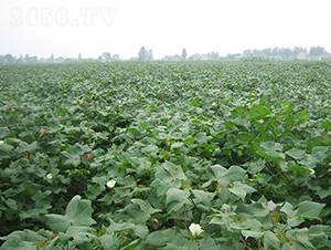 ����2̖-�޻��N��-���r(n��ng)���S