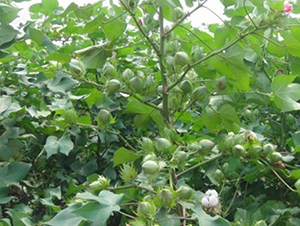 ���r(n��ng)��0815-�޻��N��-���r(n��ng)���S