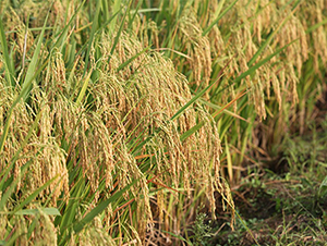 創兩優276-水稻種子-神農大豐