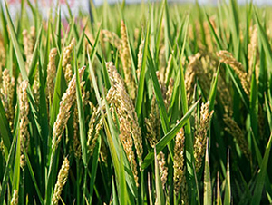 �S��3227-ˮ���N��-���r���S