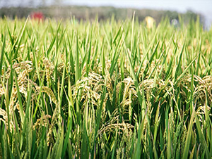武運粳80-水稻種子-神農大豐