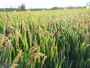 �Ͼ�5718-ˮ���N��-���r���S