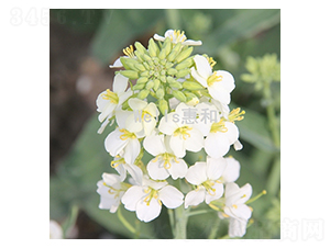 ����һ̖-�Ͳ˷N��-�ݺͷN�I